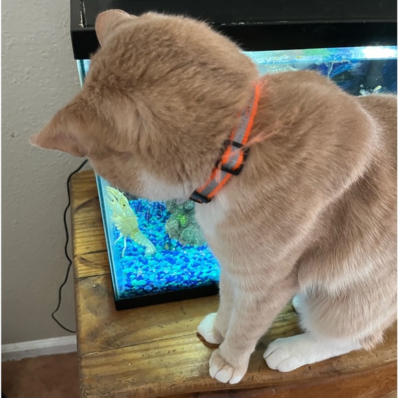 Meet your Posher, Elaina - Picture 3 of 5